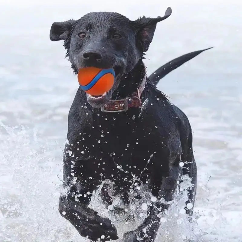 Black labrador with wet fur runs through water holding Fetch Ball