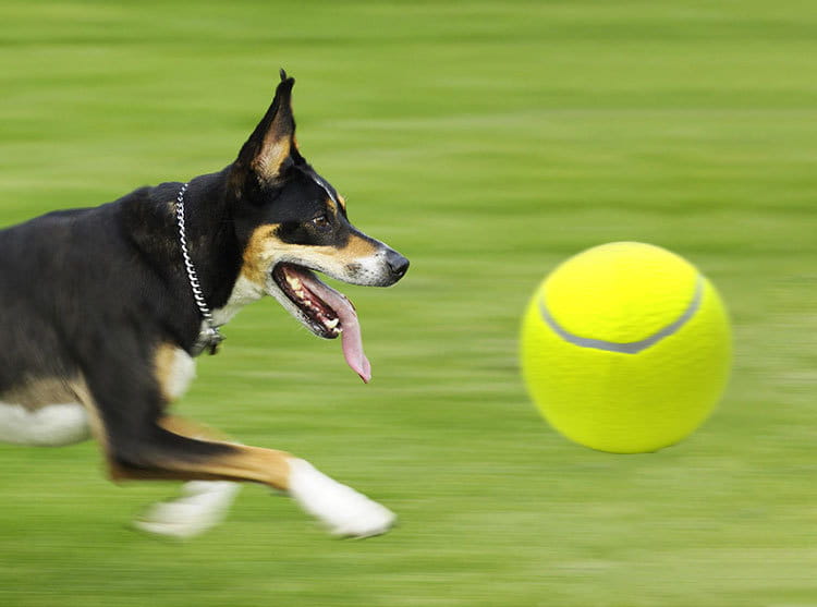 Inflatable Tennis Pet Ball