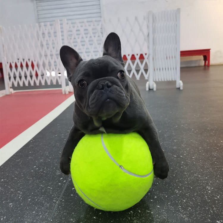 Inflatable Tennis Pet Ball