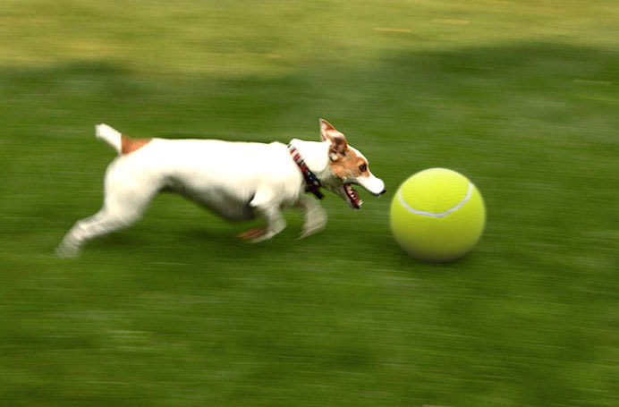Inflatable Tennis Pet Ball