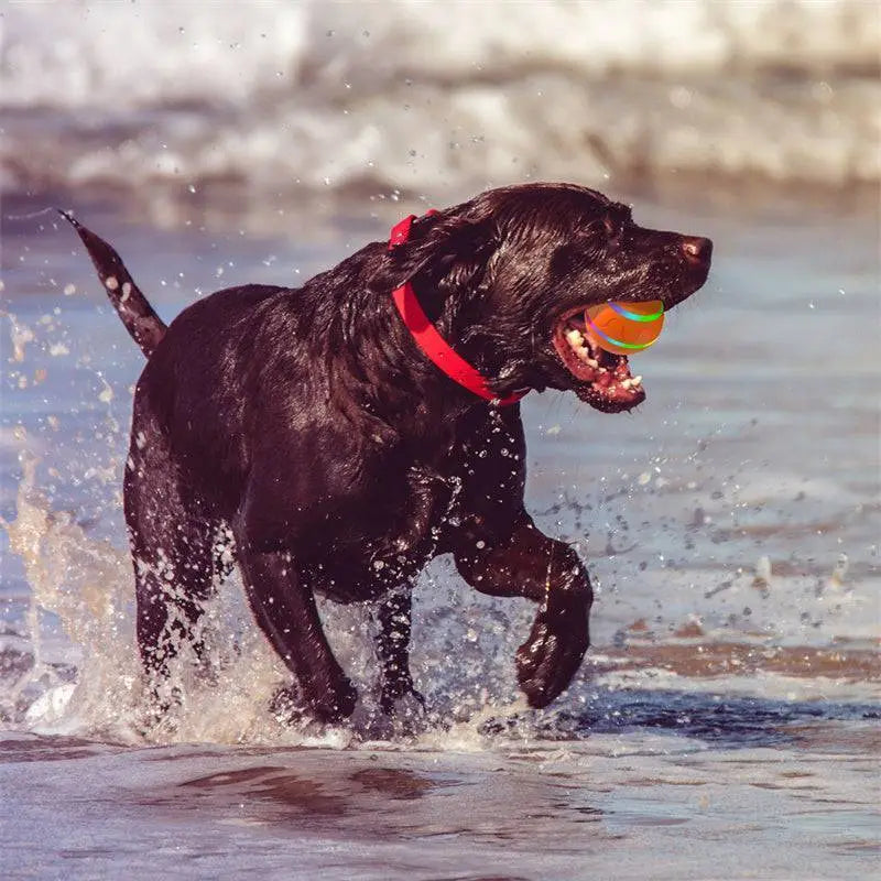Black labrador with red collar runs through water carrying Purrfectplay striped ball