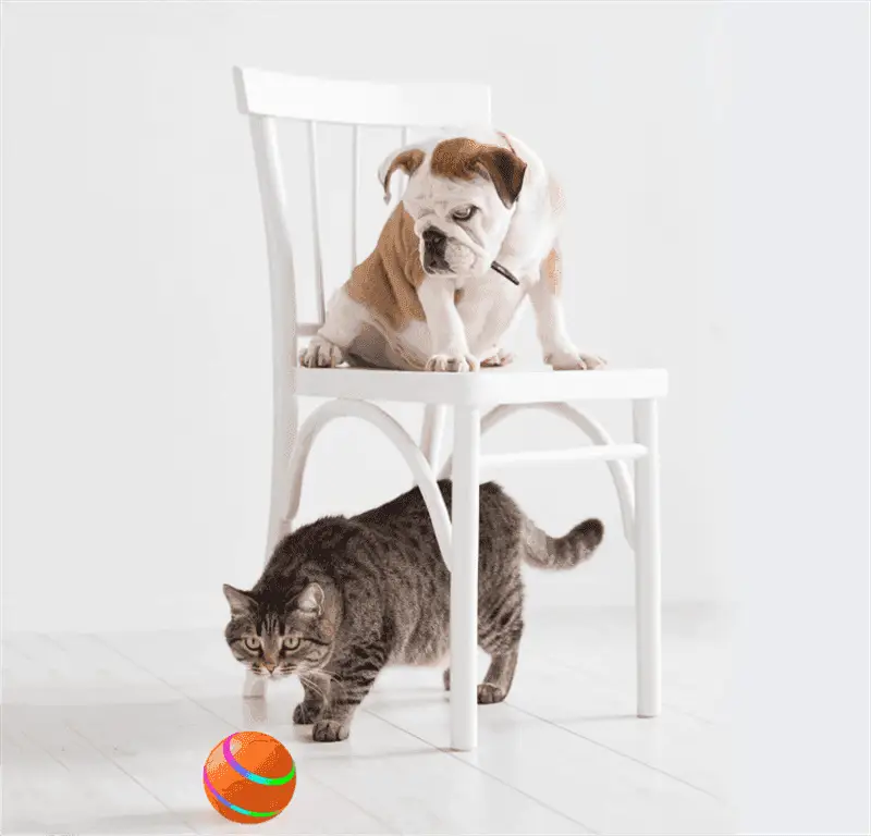 Purrfectplay Large Interactive Pet Ball with orange and green stripes