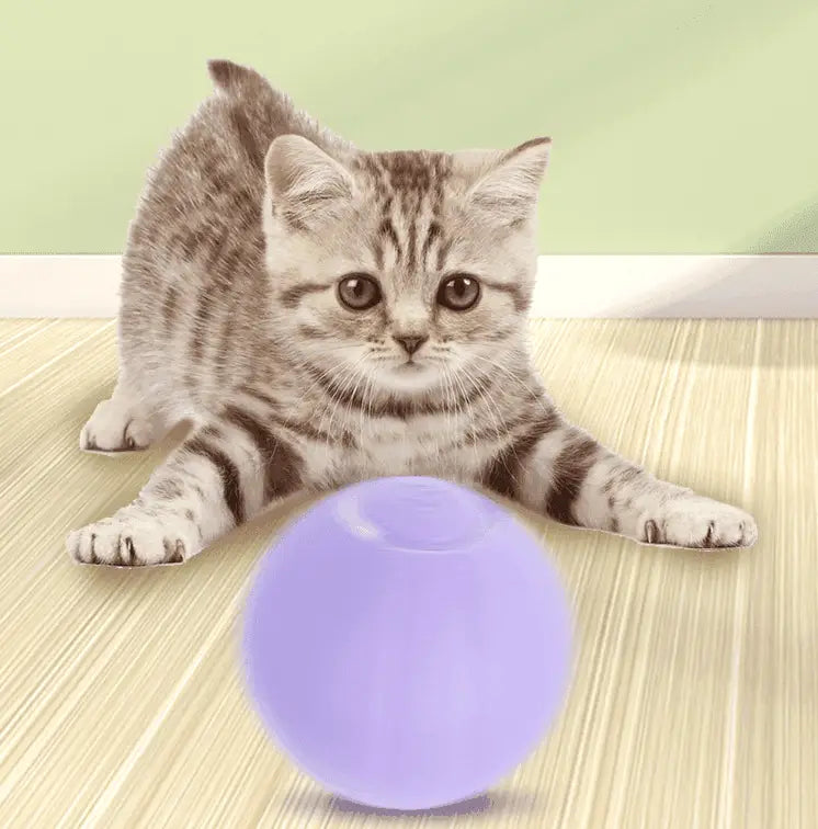 Balle de rebond chat orange en plastique lavande translucide lisse