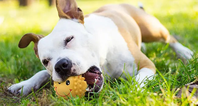 Yellow squeaky dog ball toy with smiling face and black eyes
