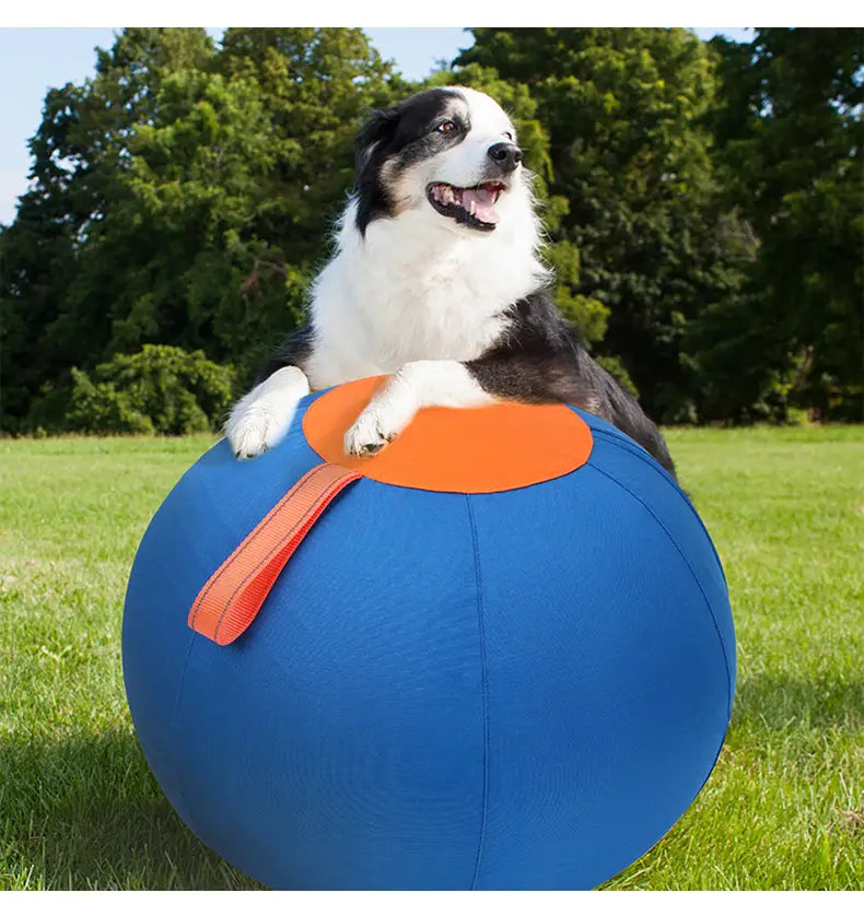 Play-ready pet training ball in action