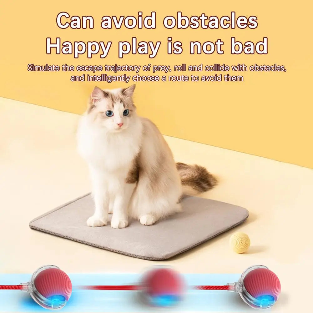 Fluffy cream and white cat with blue eyes on Chirping Motion Cat Ball mat