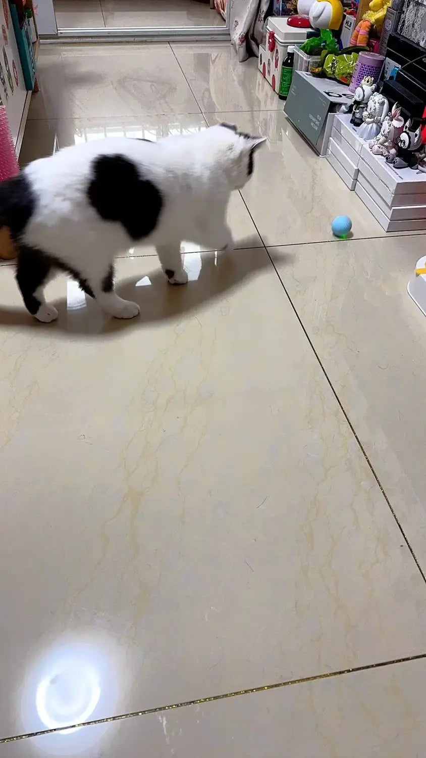 Fluffy calico cat playing with Interactive Cat Spin Ball on tiled floor