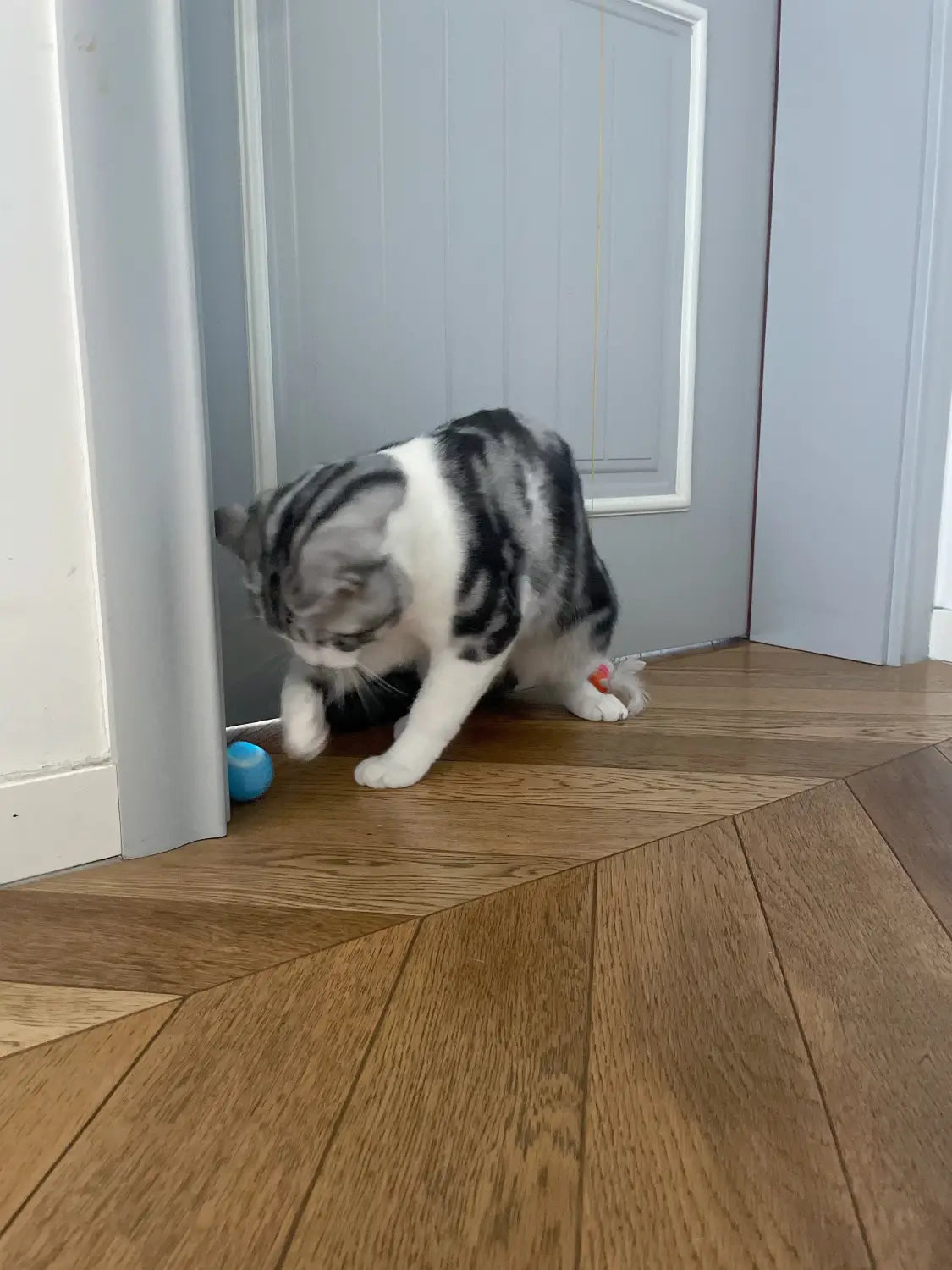 Gray tabby cat crouches by blue ball in Interactive Cat Spin Ball toy
