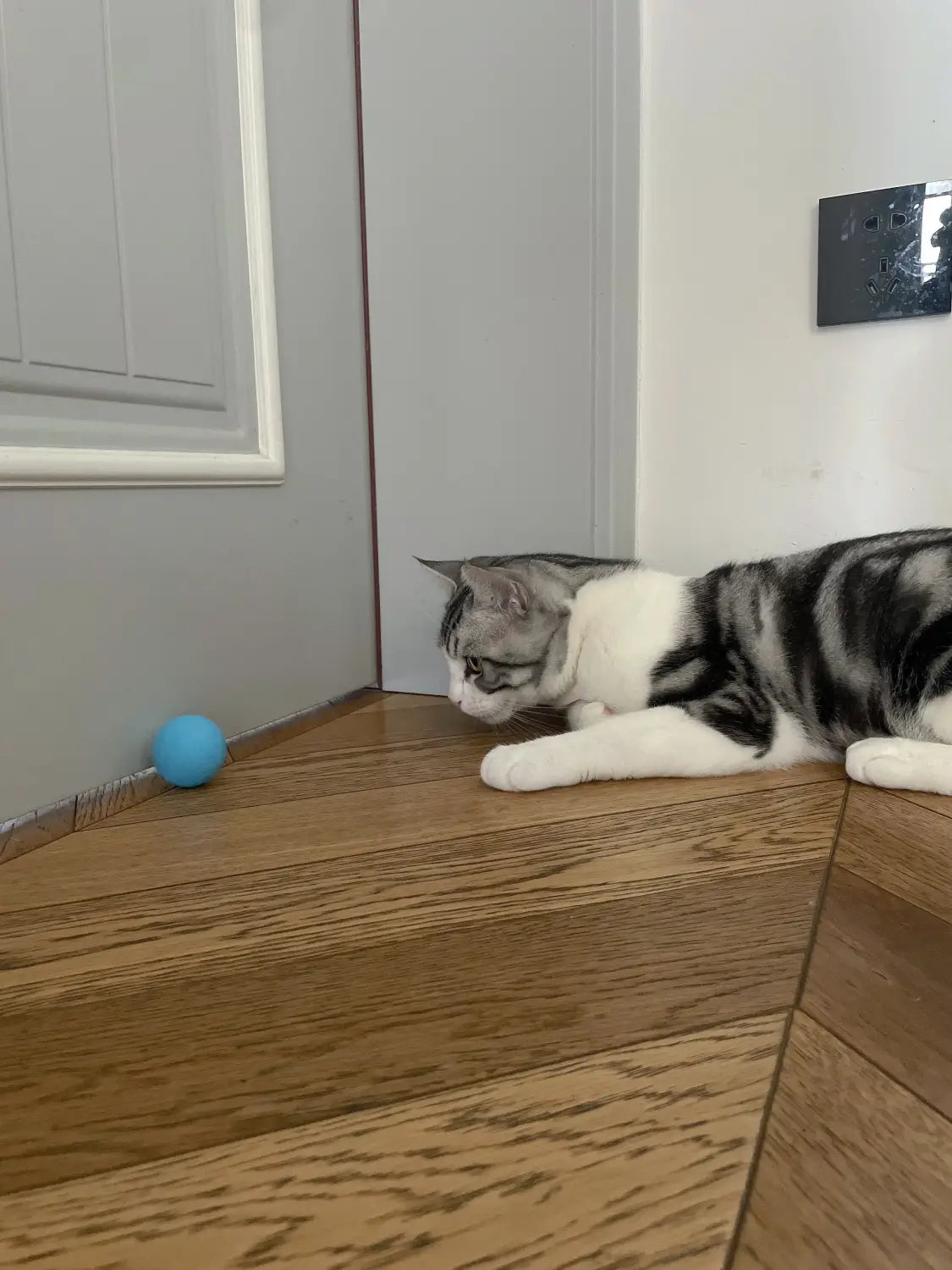 Sleek silver tabby cat eyes Interactive Cat Spin Ball on wood floor