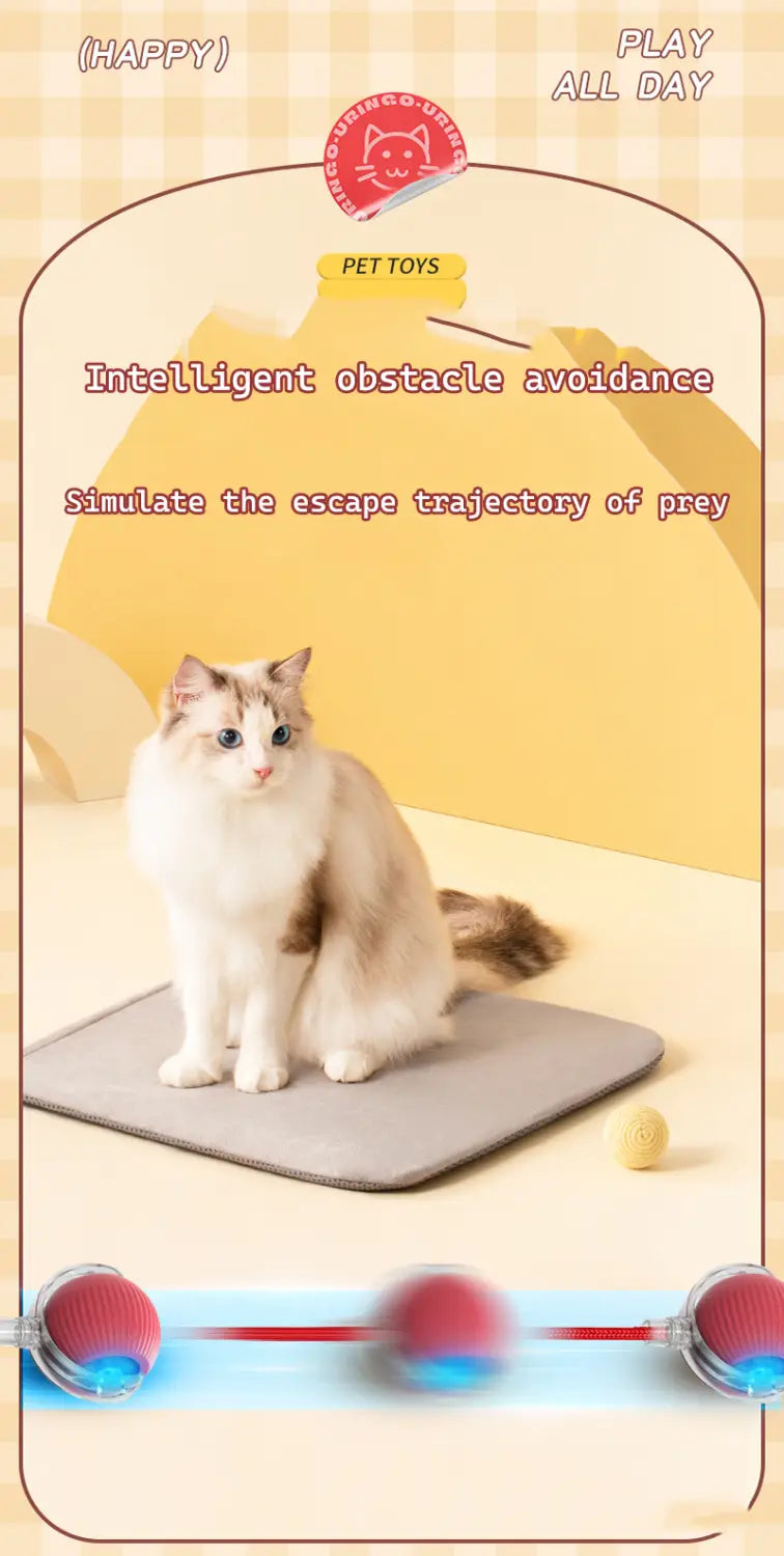 Fluffy white brown cat with blue eyes sits on gray mat by interactive cat ball toy