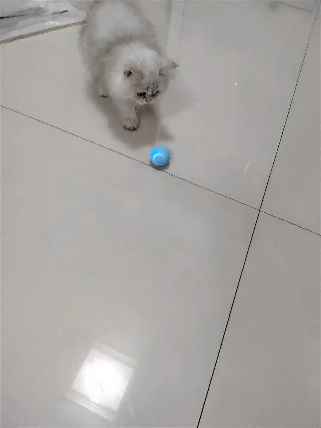Interactive Cat Spin Ball: small bright blue spherical toy on floor