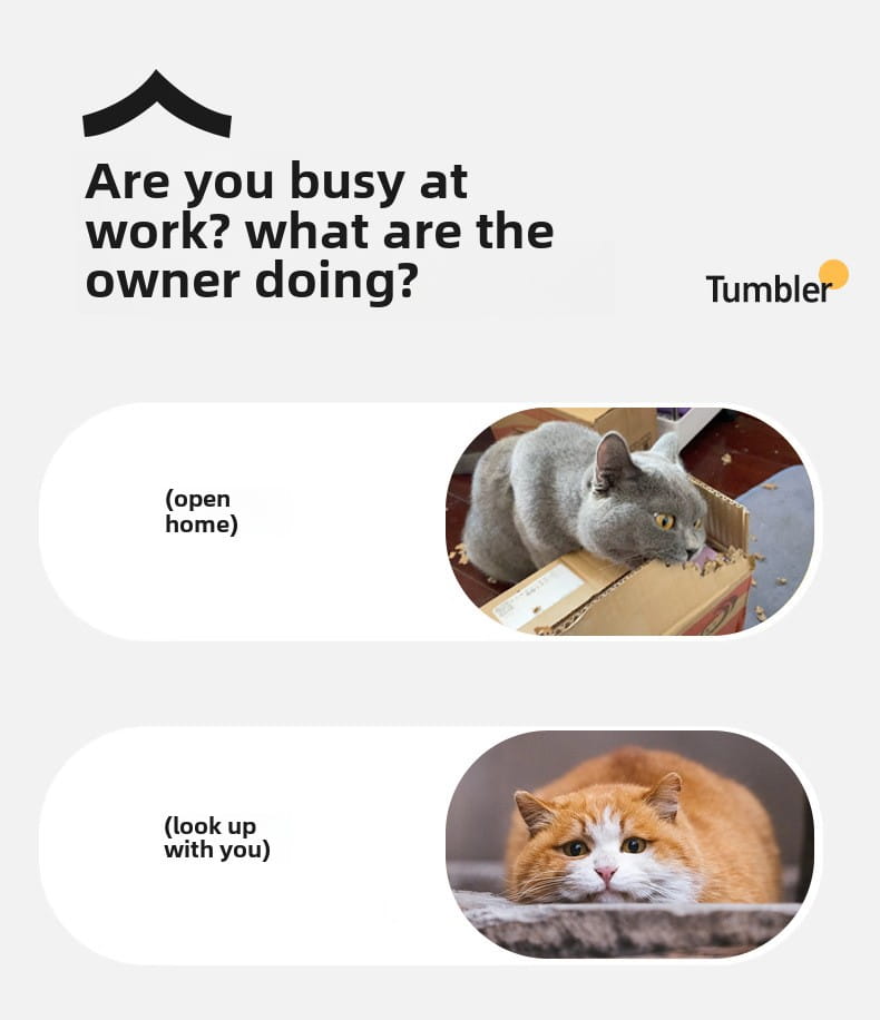 Gray cat with yellow eyes sitting in cardboard box by Interactive Rechargeable Cat Ball Toy