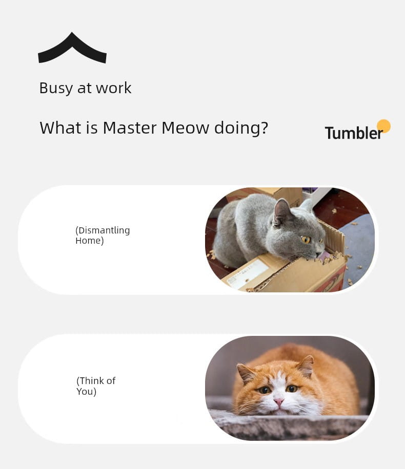 Chat gris aux yeux jaunes dans une boîte jouant avec la Balle de Teasing Interactive pour Chat Intelligente