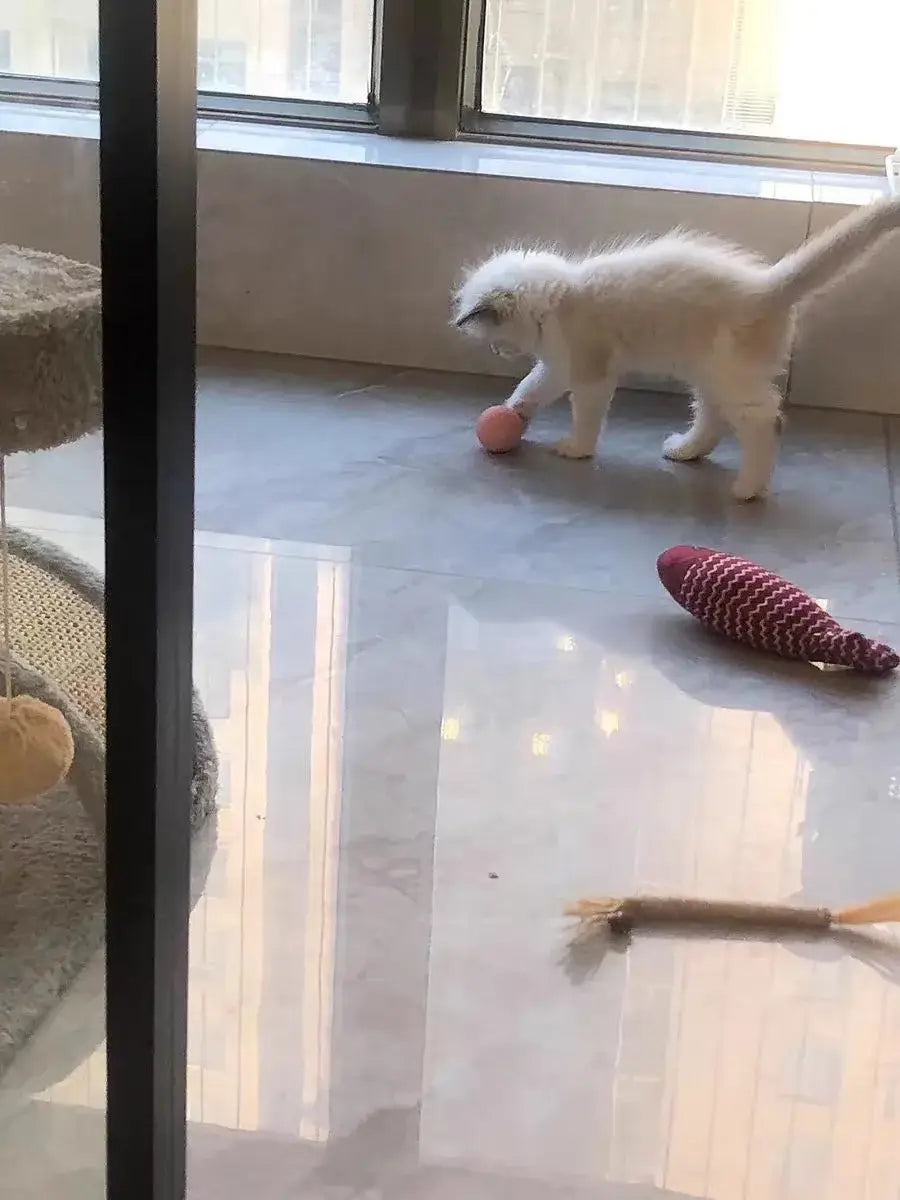 Fluffy white kitten plays with pink ball in Interactive Cat Spin Ball