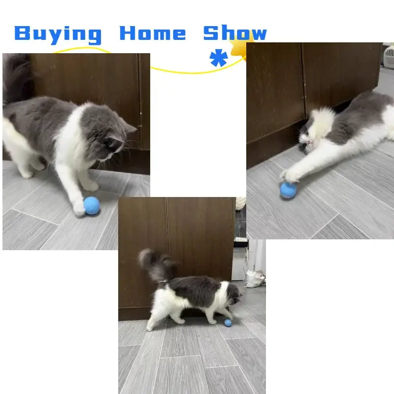 Blue spherical cat toy in Interactive Cat Spin Ball