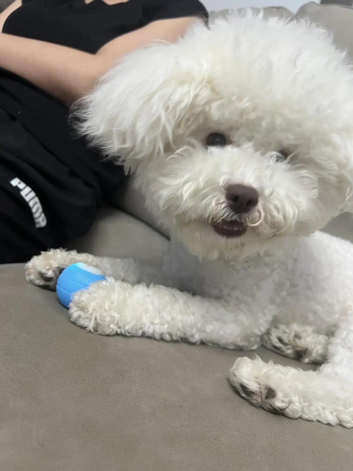 Fluffy white Bichon Frise with nose ring rests by person near interactive cat spin ball