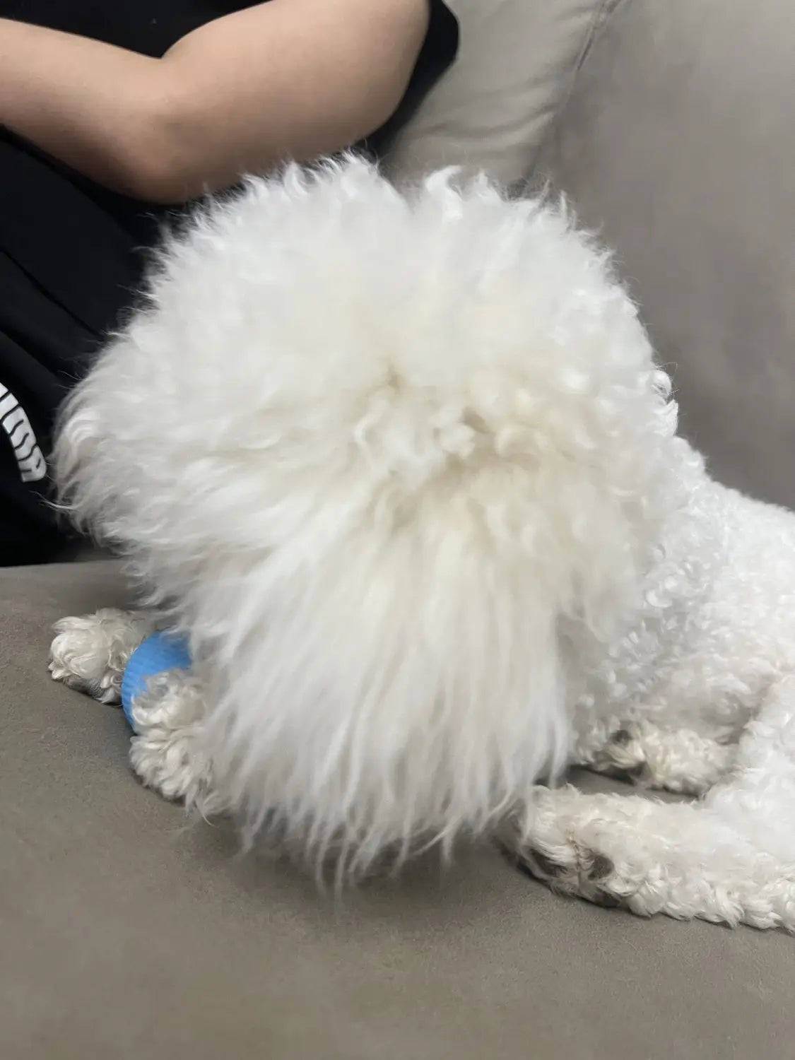 Fluffy white poodle with curly fur rests on couch near Interactive Cat Spin Ball