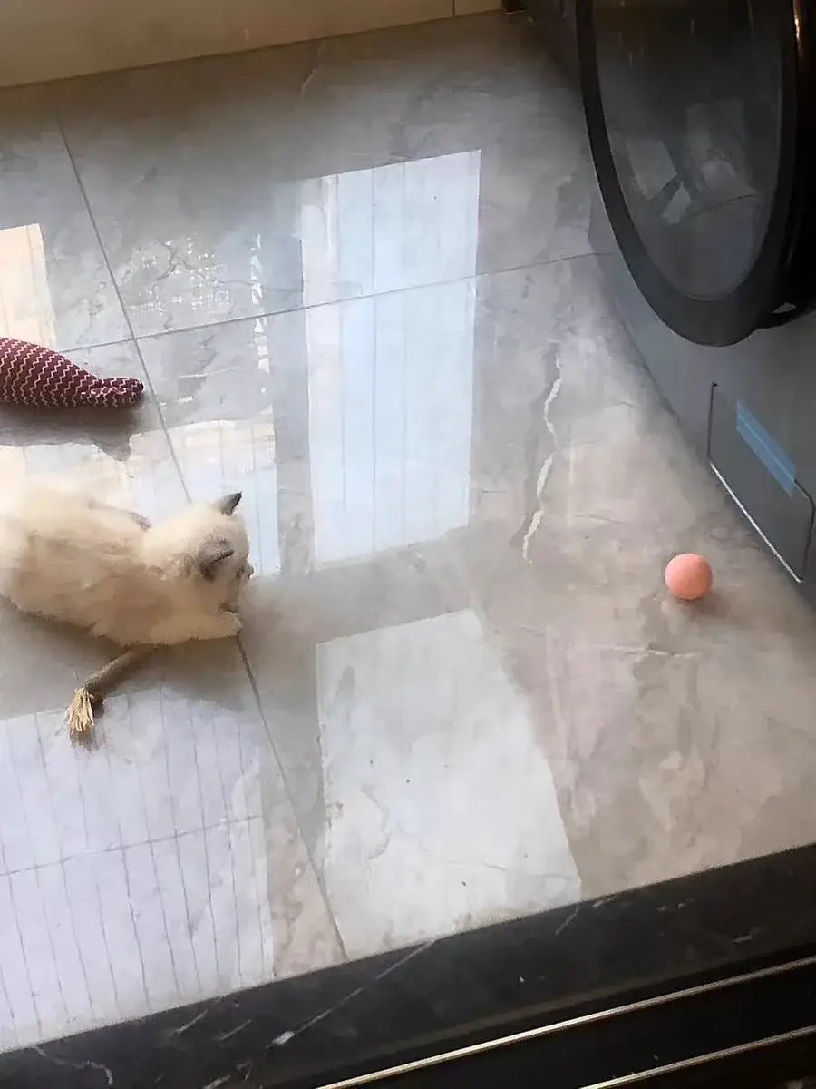 Fluffy white cat with dark ears playing Interactive Cat Spin Ball on floor