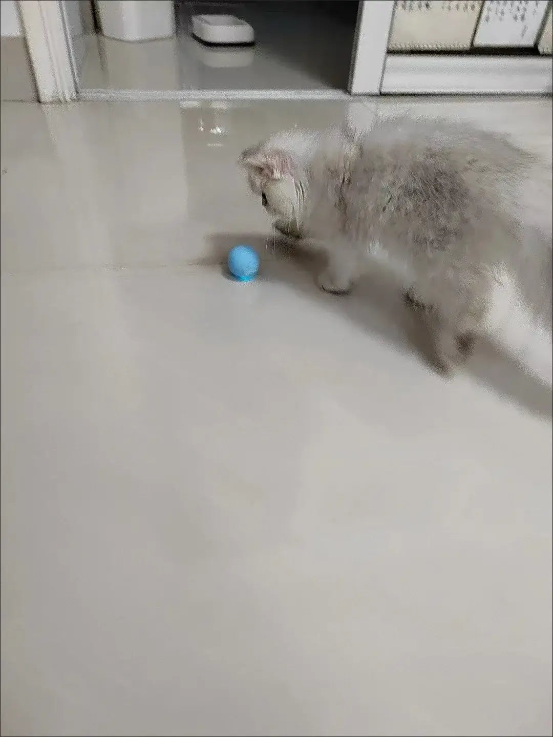 Interactive Cat Spin Ball: small bright blue plastic ball on shiny white floor