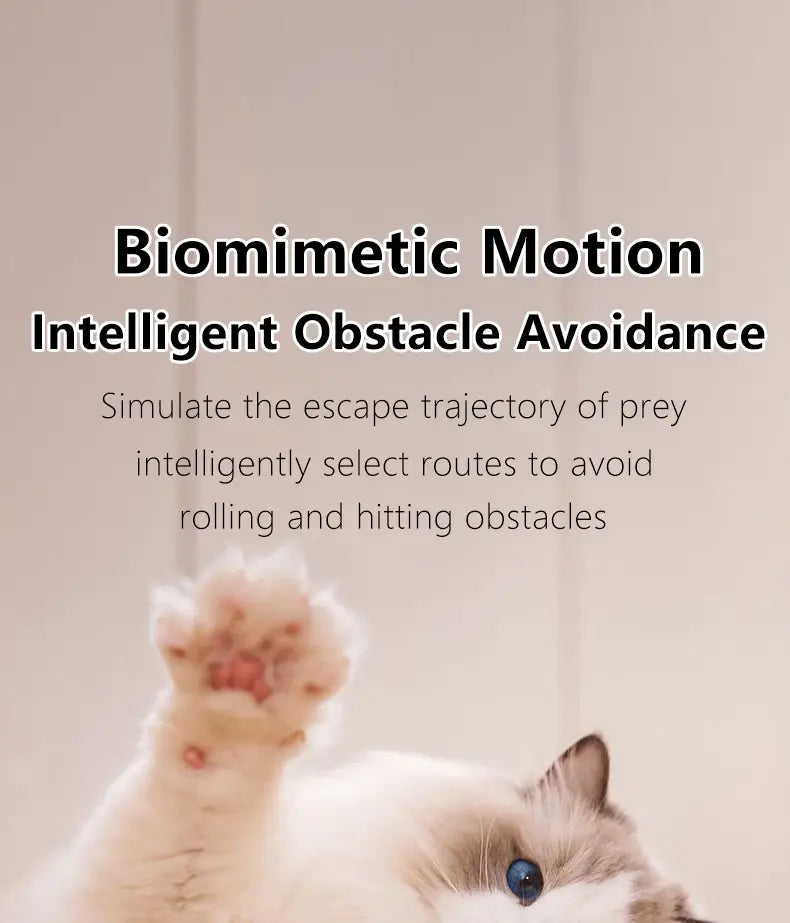Fluffy white cat with blue eyes paws at Interactive Cat Spin Ball