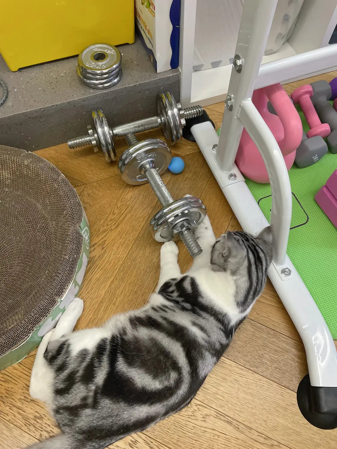 Gray tabby cat playfully batting silver dumbbells on wood floor with Interactive Cat Spin Ball
