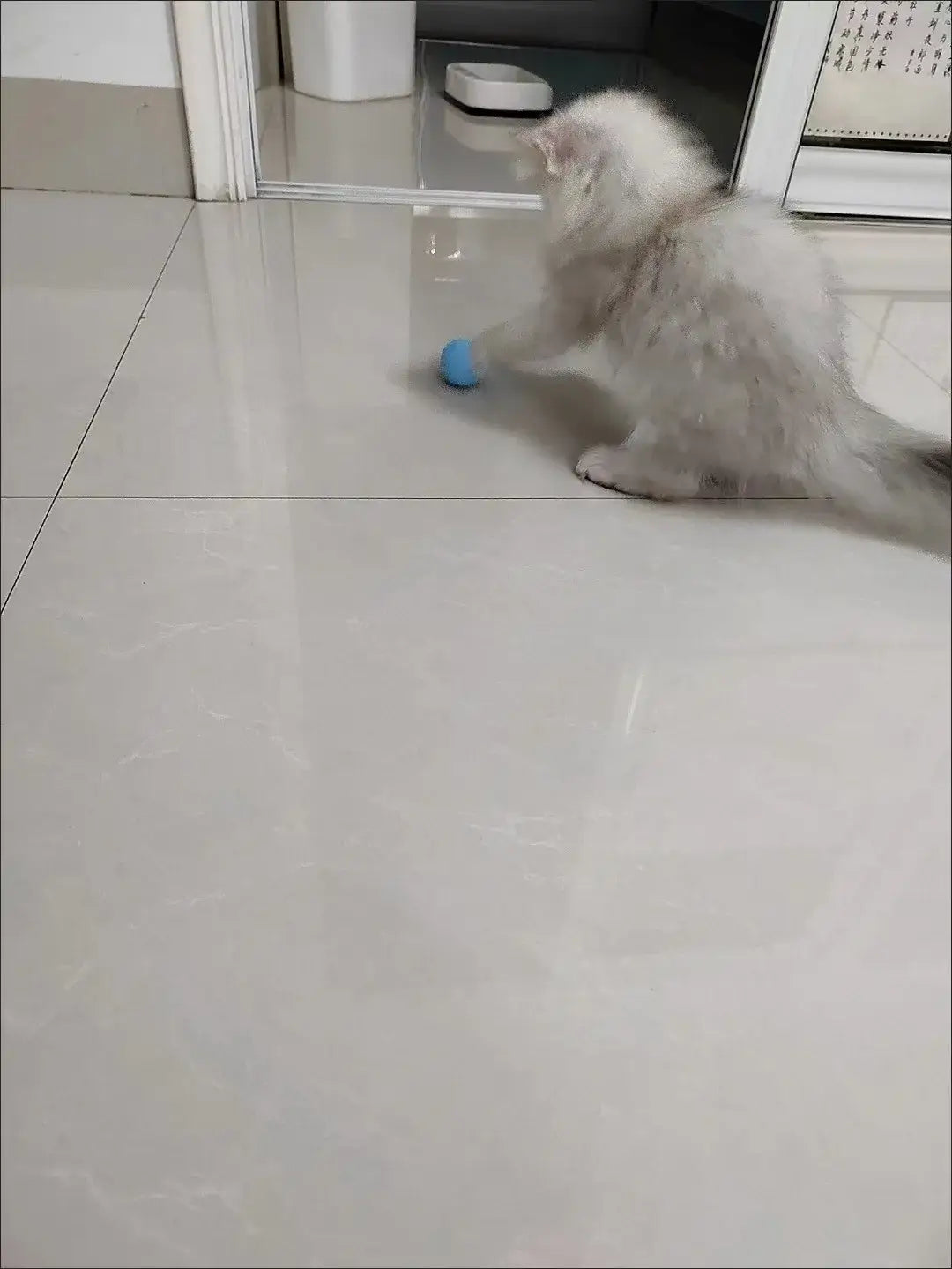 Fluffy white cat playing with small blue ball in Interactive Cat Spin Ball