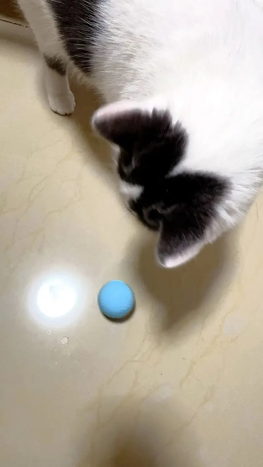 Interactive Cat Spin Ball small round light blue silicone toy