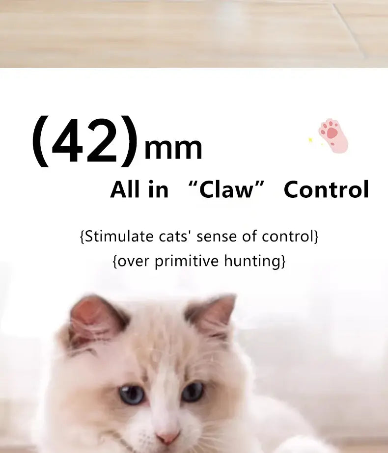 Fluffy cream cat with blue eyes playing Interactive Cat Spin Ball