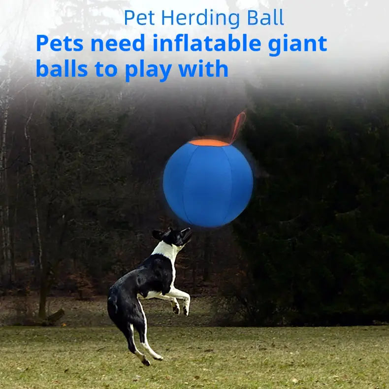 Self-Hi Pet Training Ball blue or orange