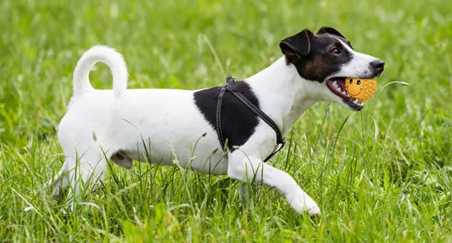 Black and white Jack Russell terrier runs with squeaky orange ball in mouth