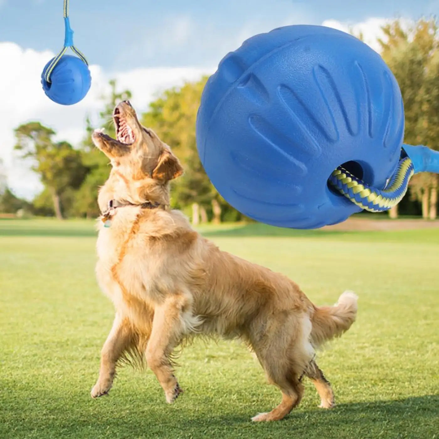 The Ball Depot dog ball: Band Bouncing Dog Ball