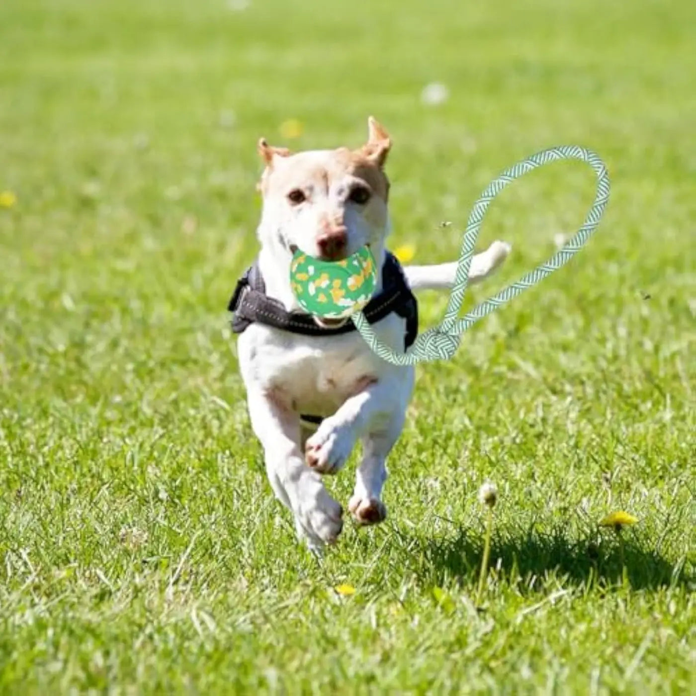 The Ball Depot dog ball: Dog Rope Ball