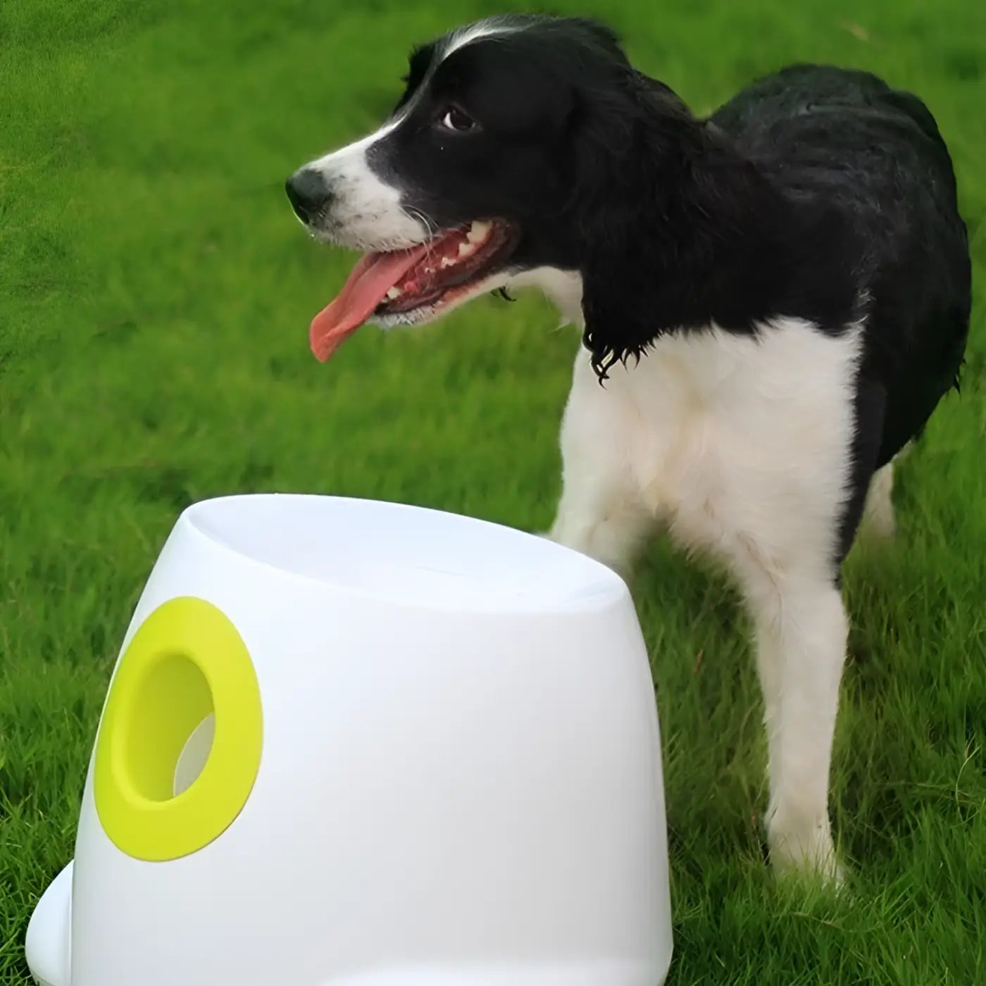 The Ball Depot dog ball: Dog Toy Tennis Ball Pet Ball-Throwing Automatic Launcher