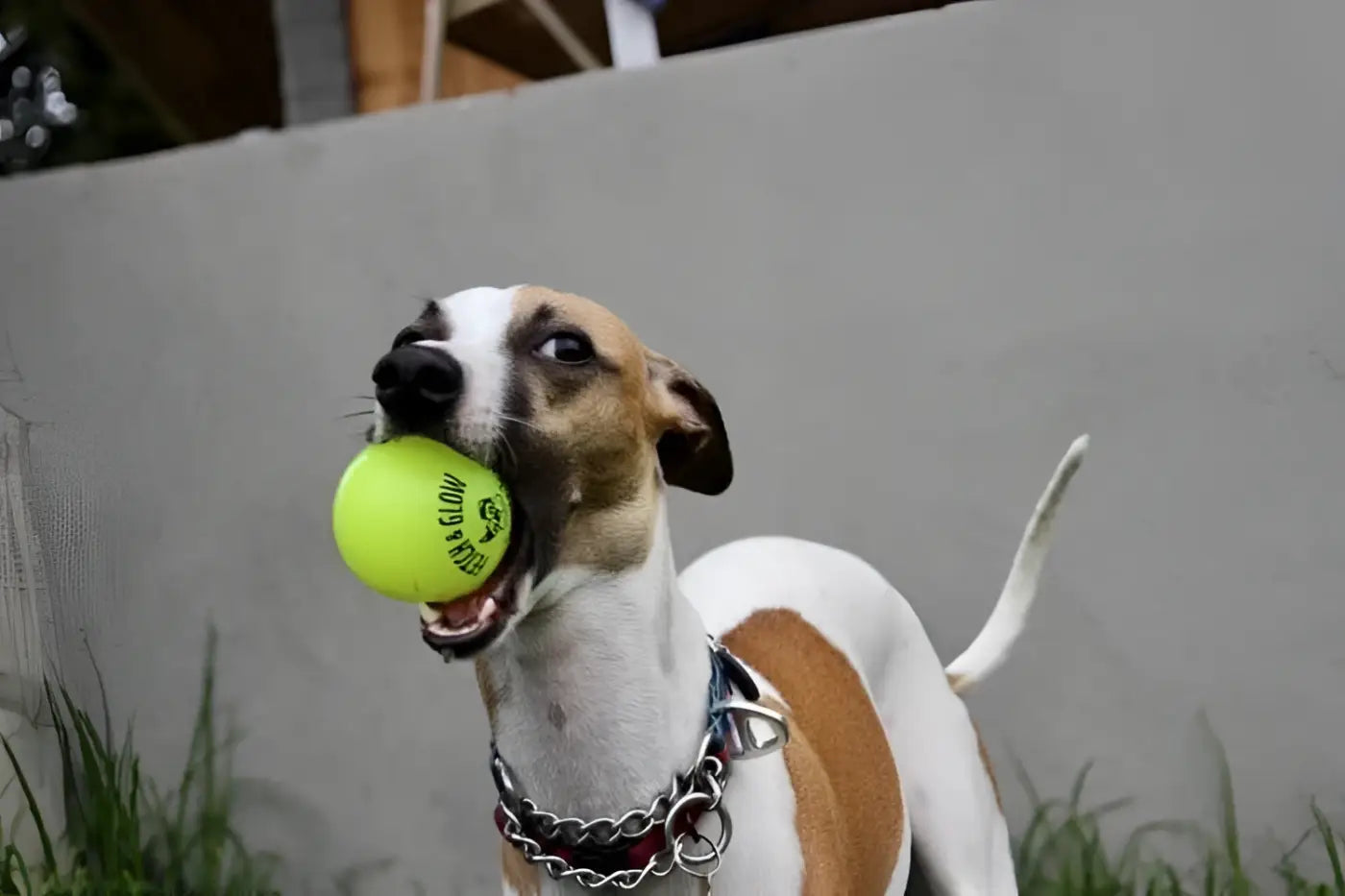Spunky Pup dog ball: Fetch and Glow Ball: Medium