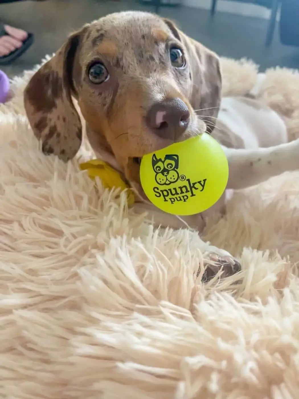 Spunky Pup dog ball: Fetch and Glow Ball: Medium