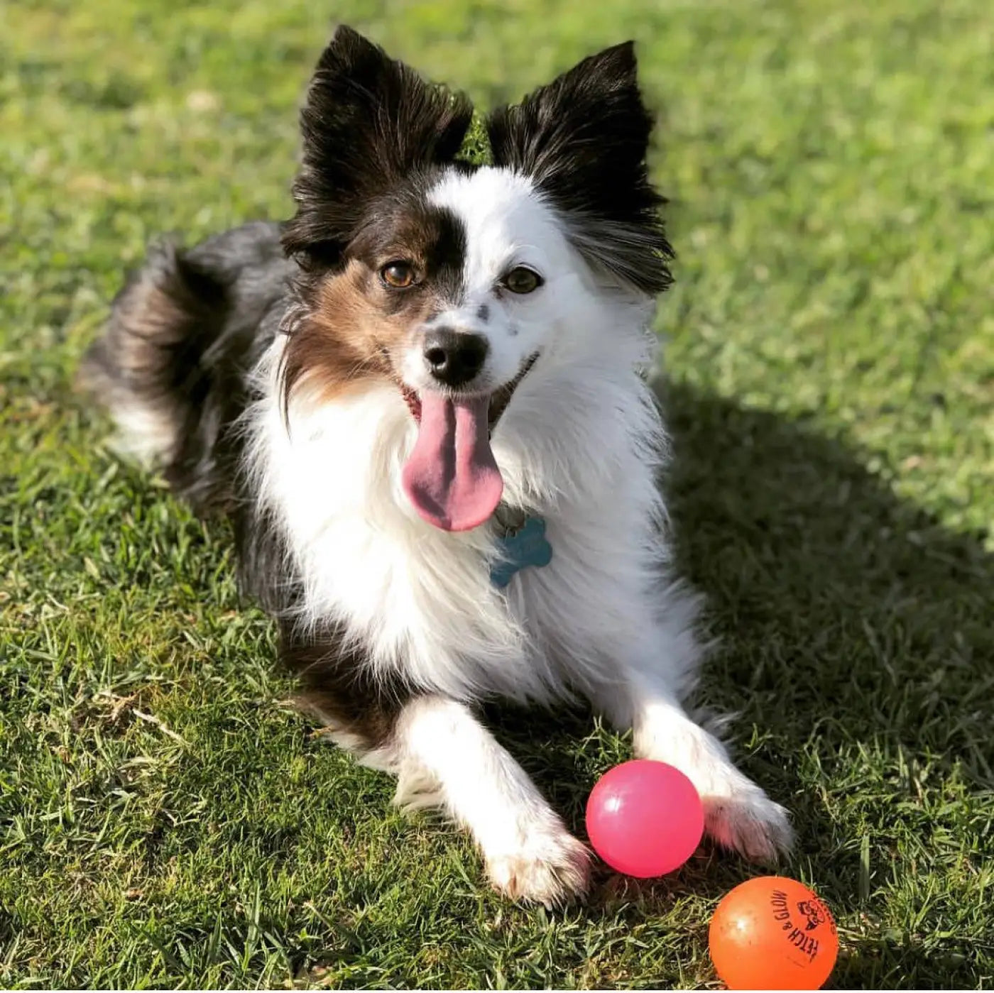 Spunky Pup dog ball: Fetch and Glow Ball: Medium