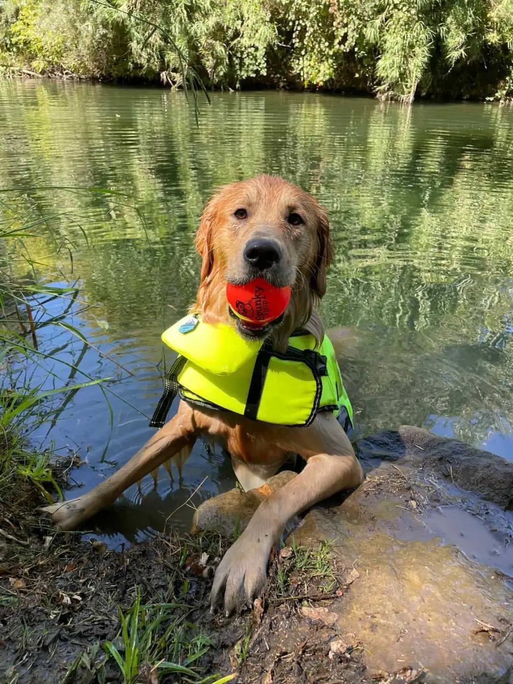 Spunky Pup dog ball: Fetch and Glow Ball: Medium