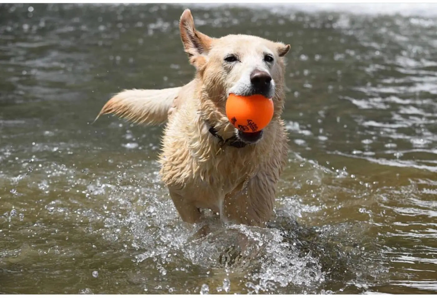 Spunky Pup dog ball: Fetch and Glow Ball: Medium