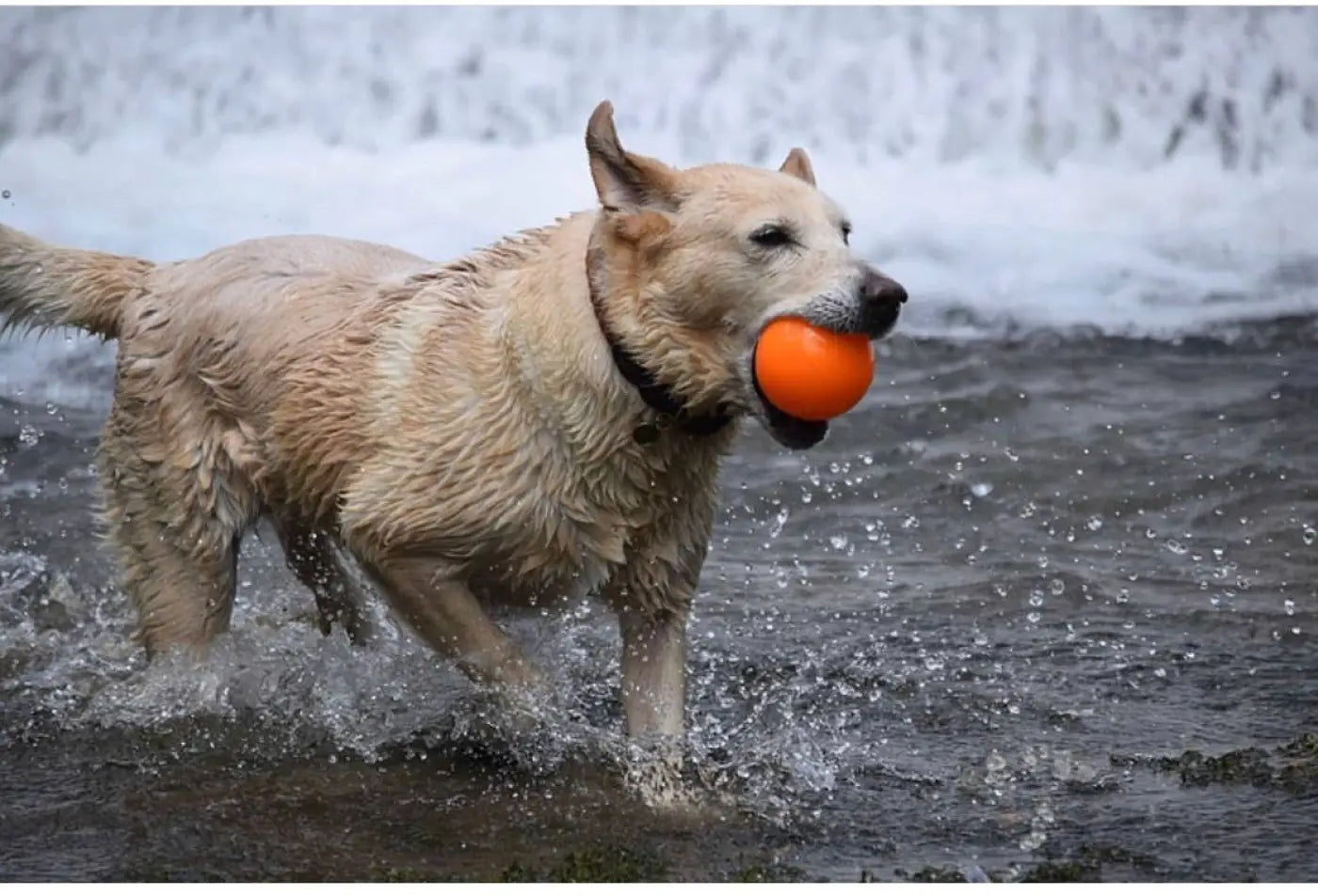Spunky Pup dog ball: Fetch and Glow Ball: Medium