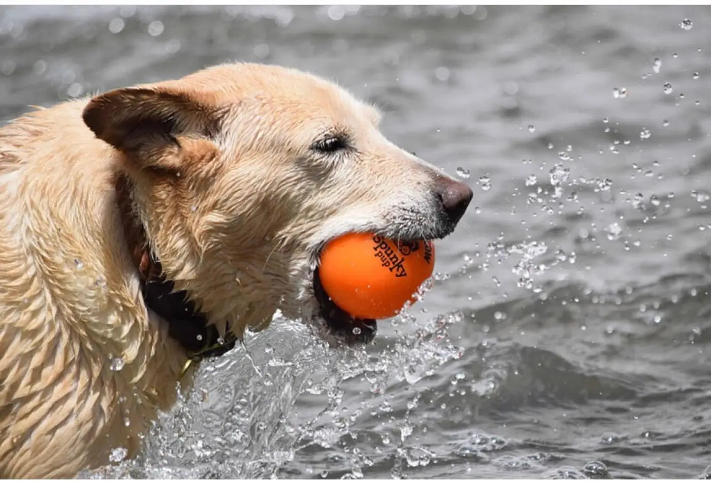 Spunky Pup dog ball: Fetch and Glow Ball: Medium