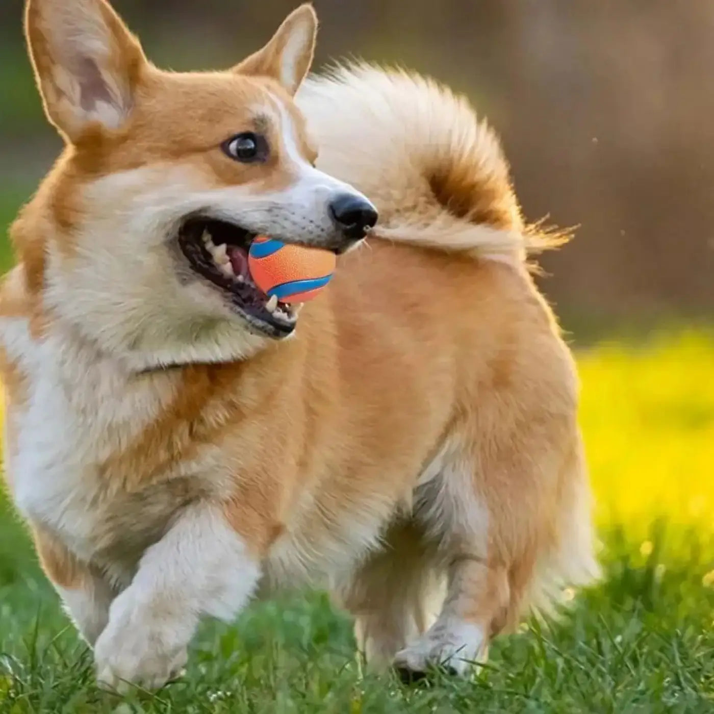 The Ball Depot dog ball: Fetch Ball