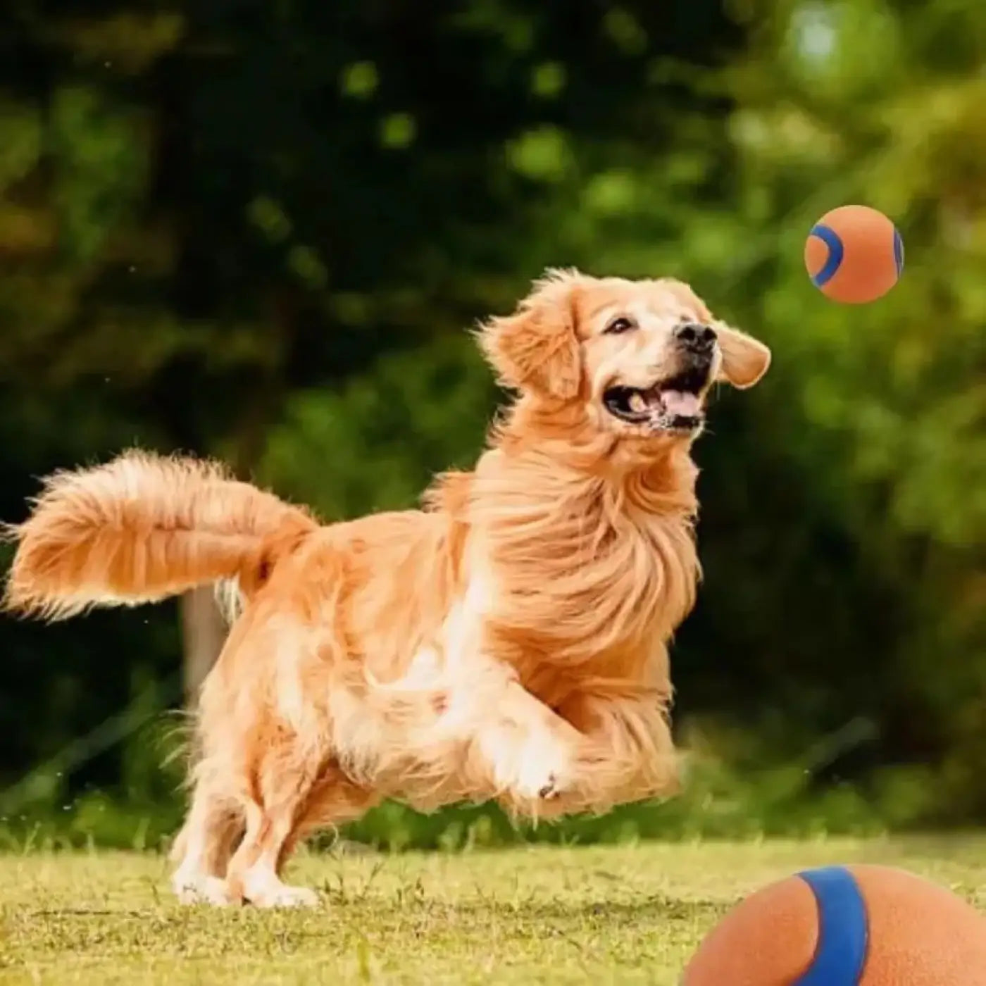The Ball Depot dog ball: Fetch Ball
