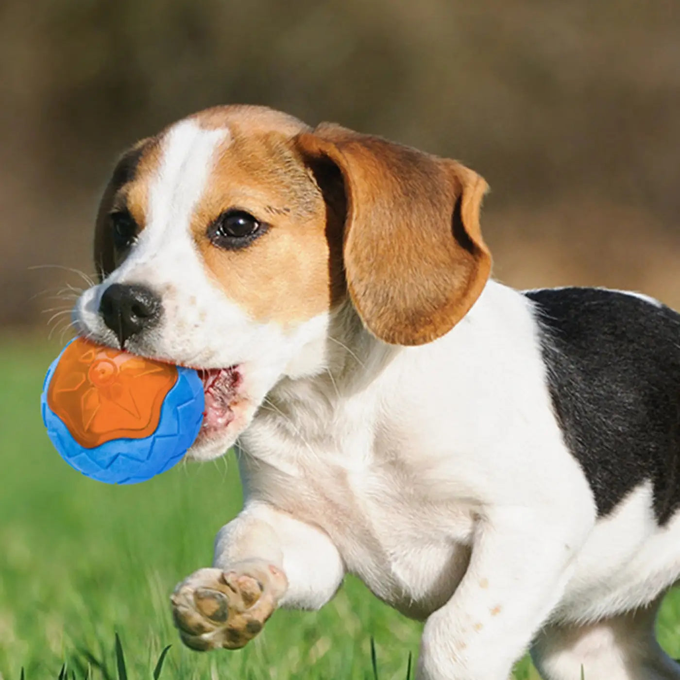 The Ball Depot Accessories: Glow and Float Grinding Teeth Dog Ball