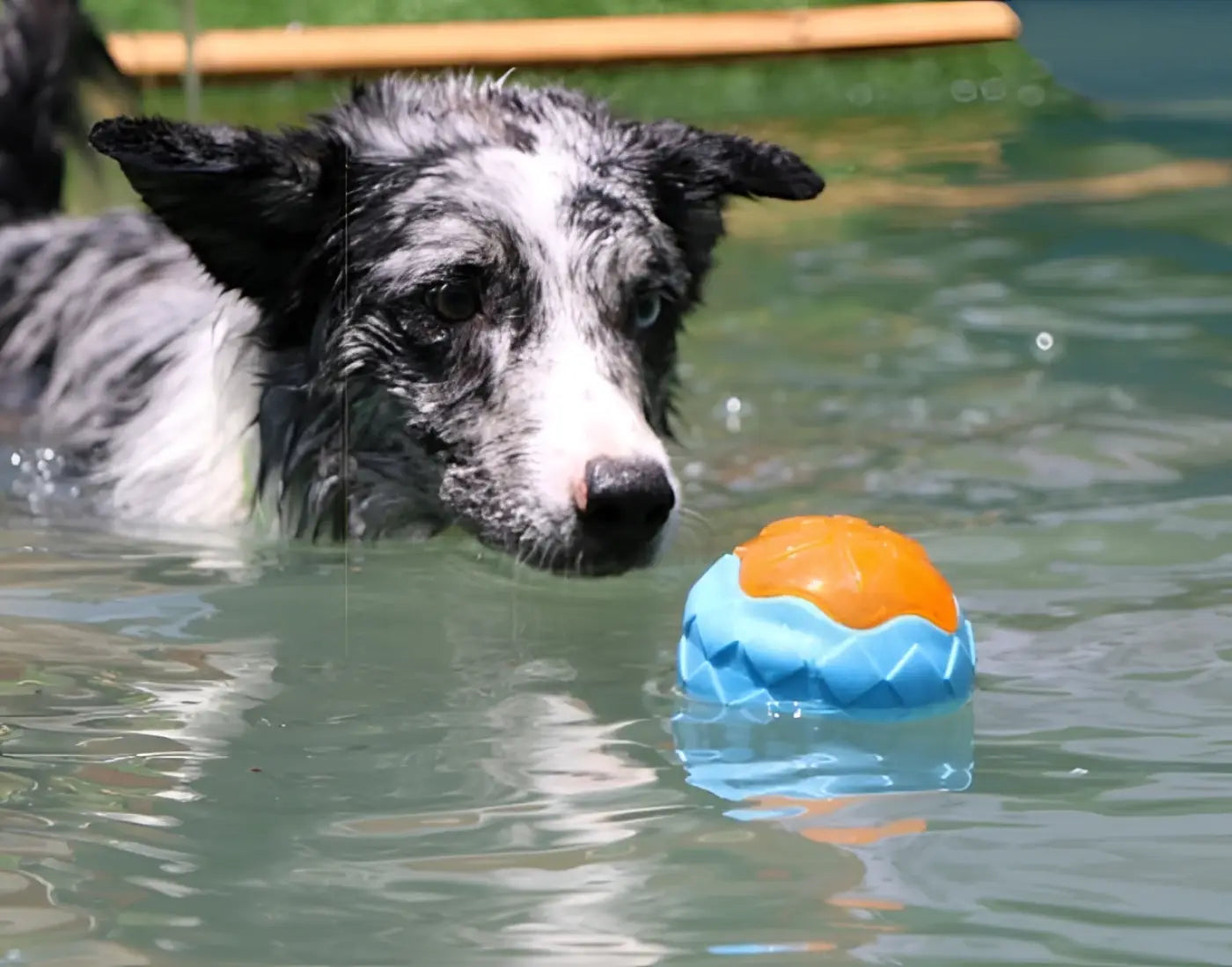 The Ball Depot Accessories: Glow and Float Grinding Teeth Dog Ball