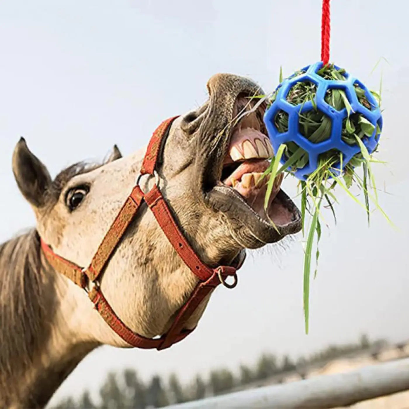 The Ball Depot small pet ball: Hanging Feeding Ball