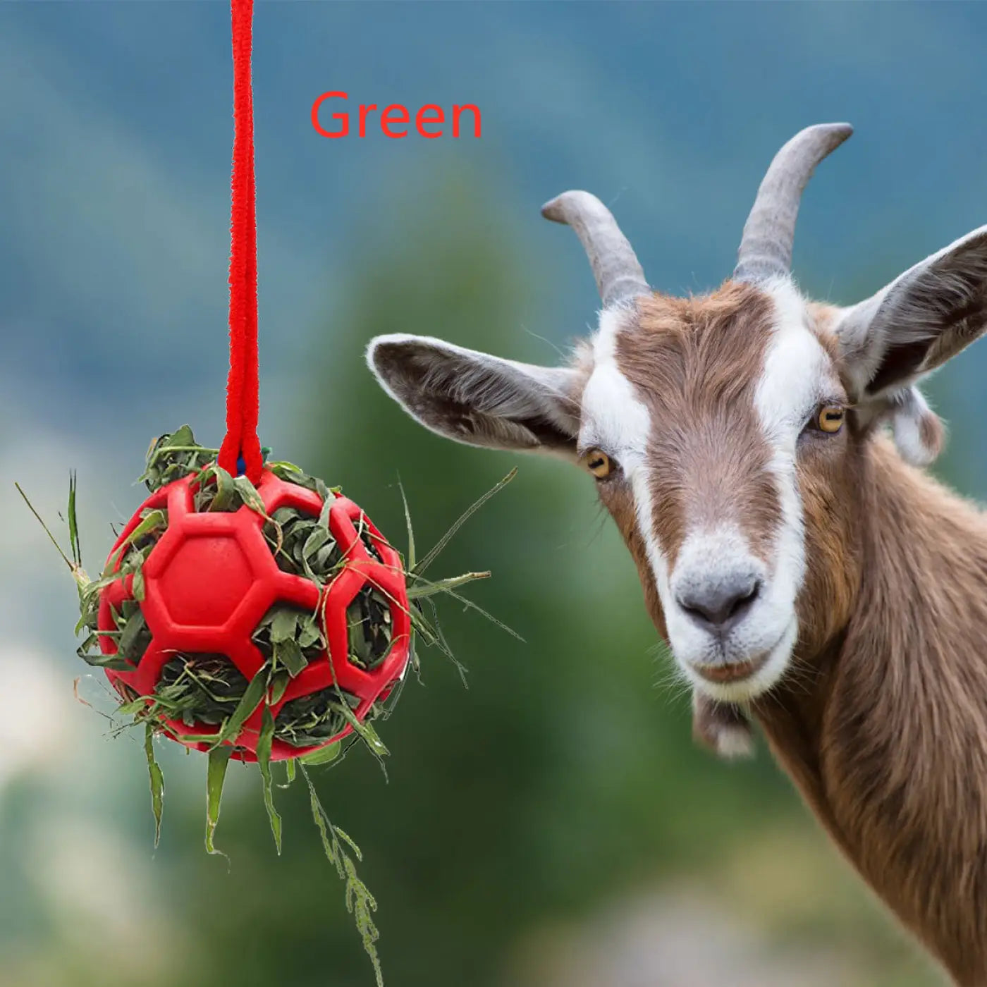 The Ball Depot small pet ball: Hanging Feeding Ball