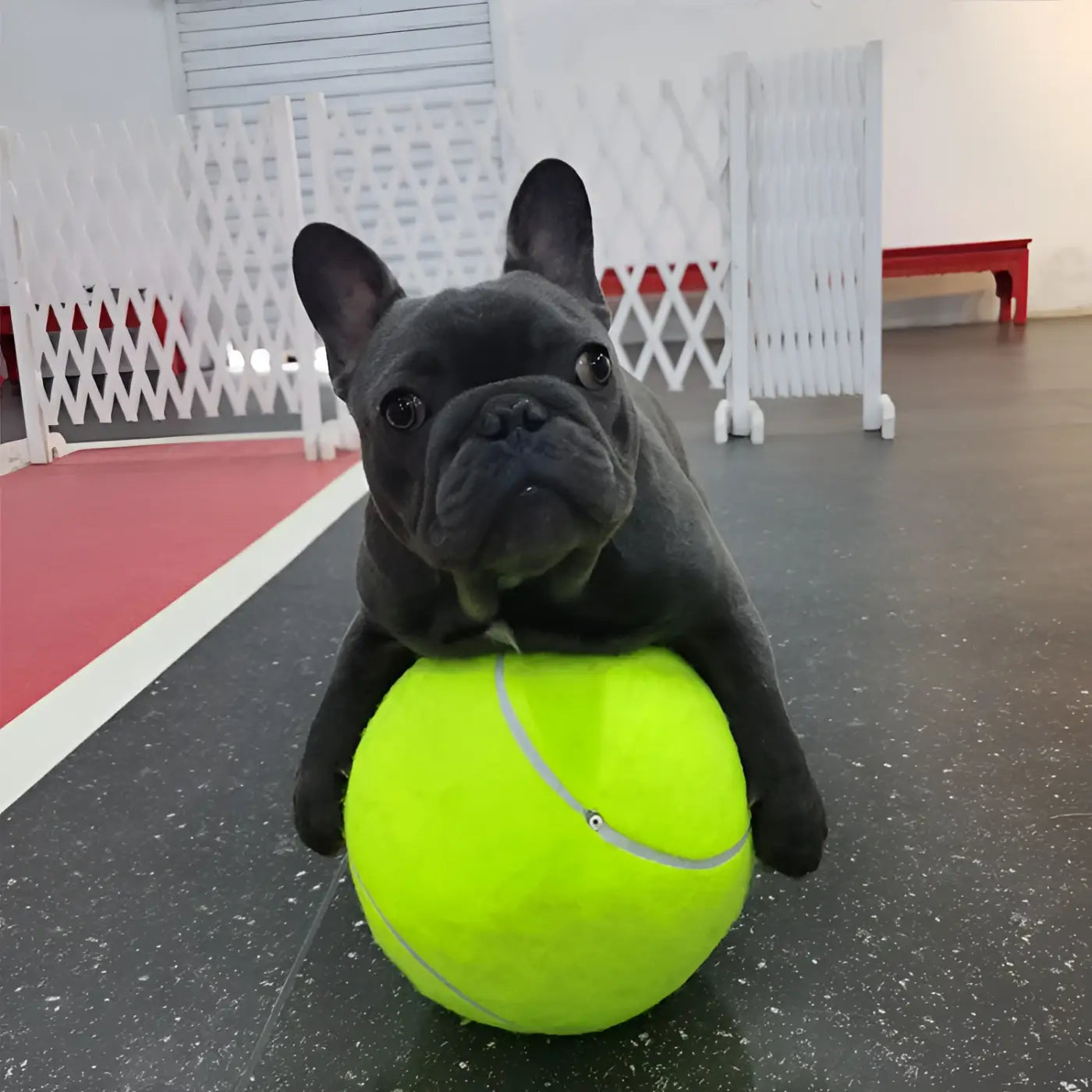 The Ball Depot dog ball: Inflatable Tennis Pet Ball
