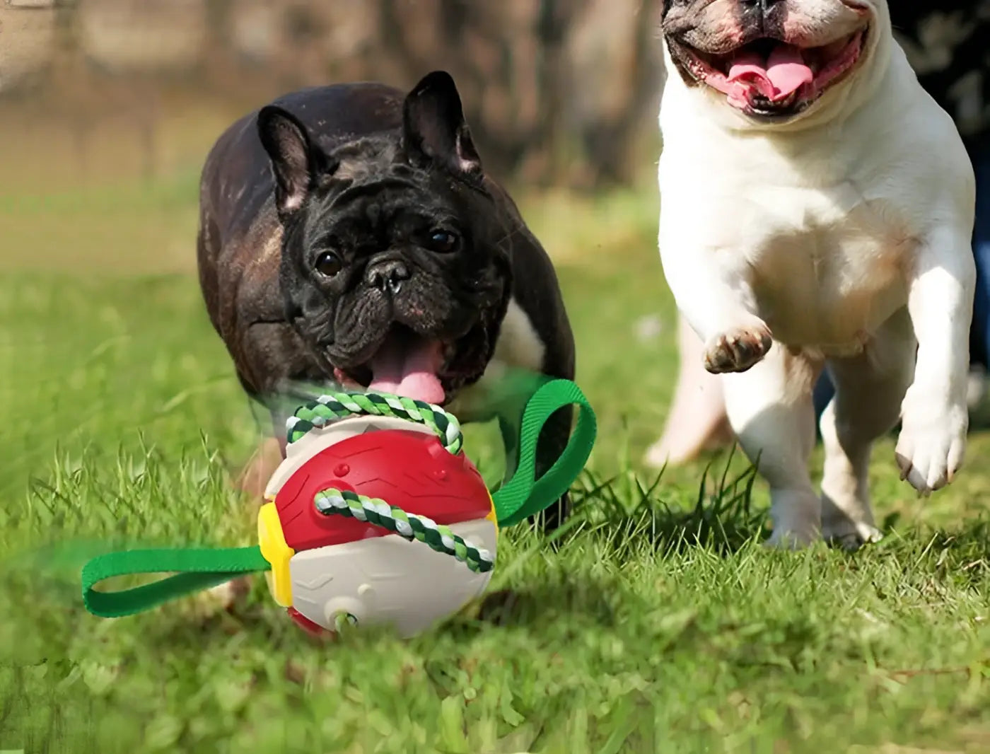 The Ball Depot dog Balls: Interactive Smart Dog Ball