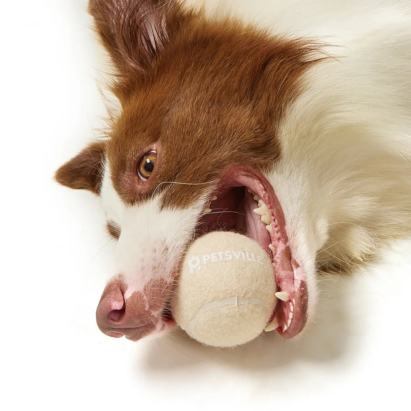 The Ball Depot dog ball: Outdoor Interactive Tennis Dog Ball