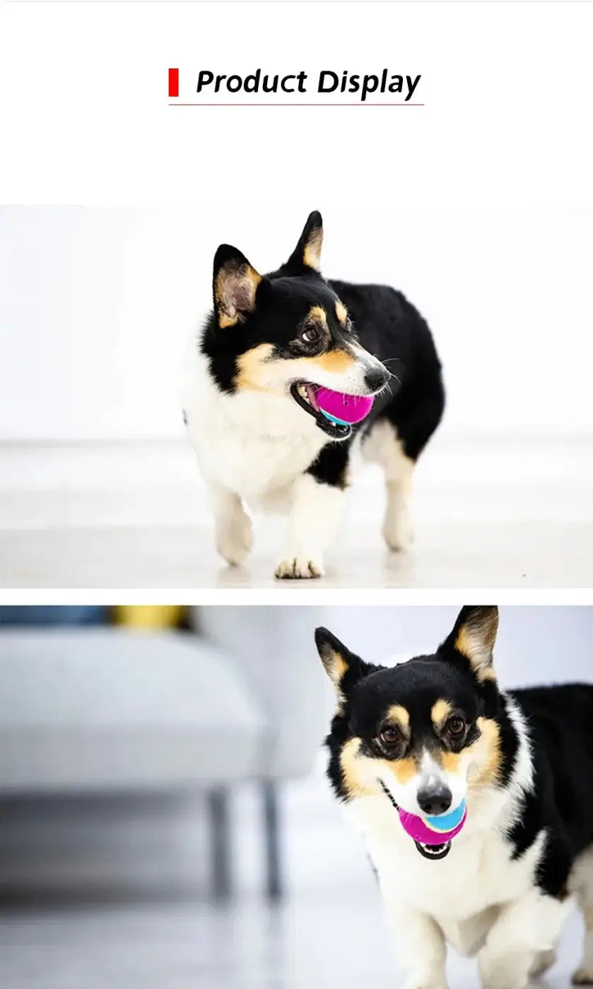 The Ball Depot dog balls: OUZEY 4Pcs/Set Pets Dog Squeaky Tennis Ball